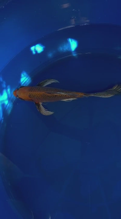 Kin Matsuba Butterfly Koi 10 Inch
