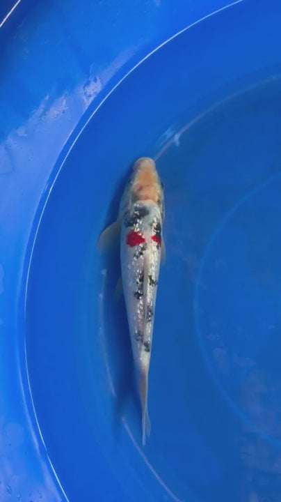 7" Ginrin Sanke  Koi