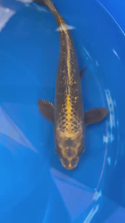 "Bronze" GinRin Matsuba 9"  Koi D