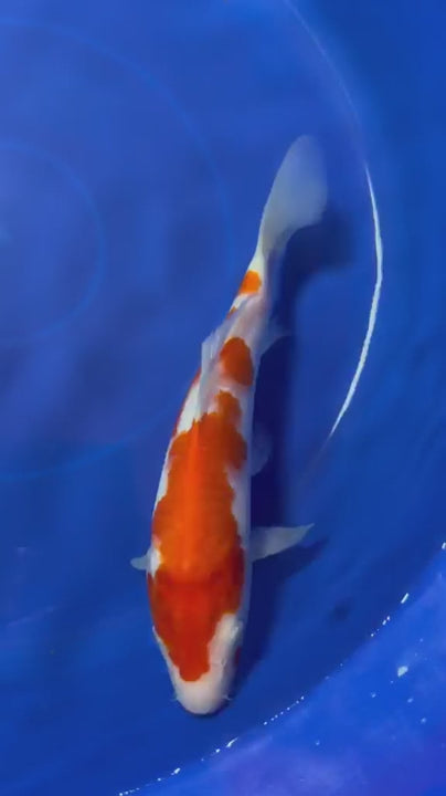 9" Kohaku Japanese Imported (Hand Picked)