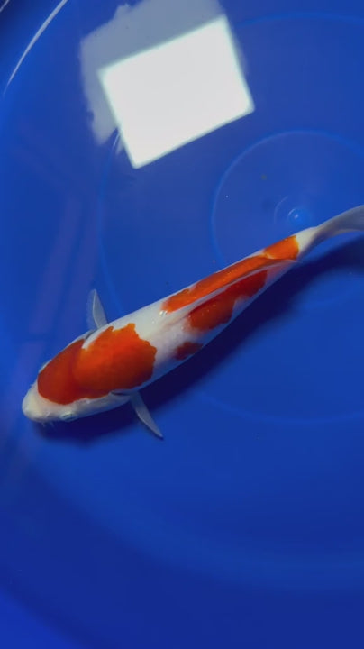 8" Kohaku Japanese Imported HQ(High Quality)