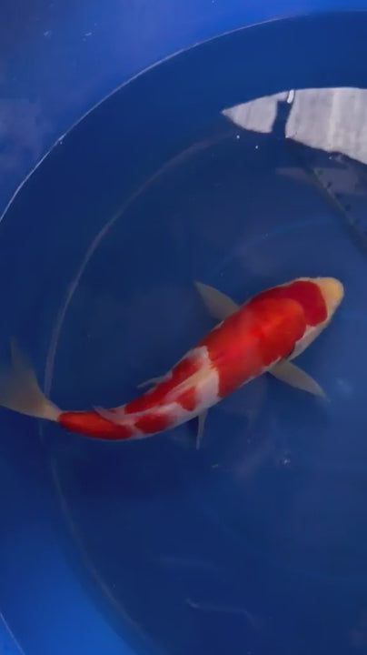 9"  Kohaku Japanese Import Koi (Hand Picked) T3