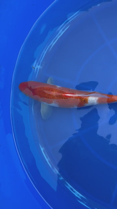 10" Goromo Japanese Import Koi
