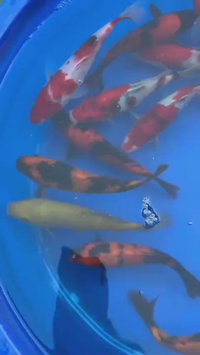 2 Pack of Japanese Imported Tosai Koi 7 to 8 inch