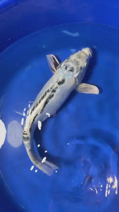 15"  Kikokuryu Japanese Import Koi