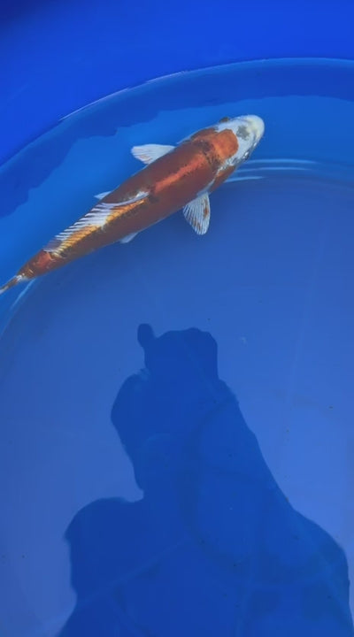 Japanese Doitsu Hariwake 9" Koi