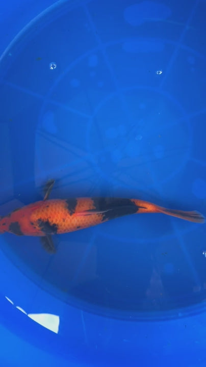 9" Hi Utsuri Japanese Imported T2