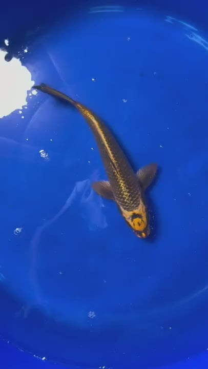 Ki Matsuba 8 inch (SMILE ON HEAD) Unique