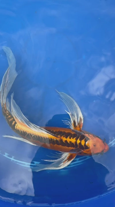 Kin Matsuba Butterfly Koi 13 Inch