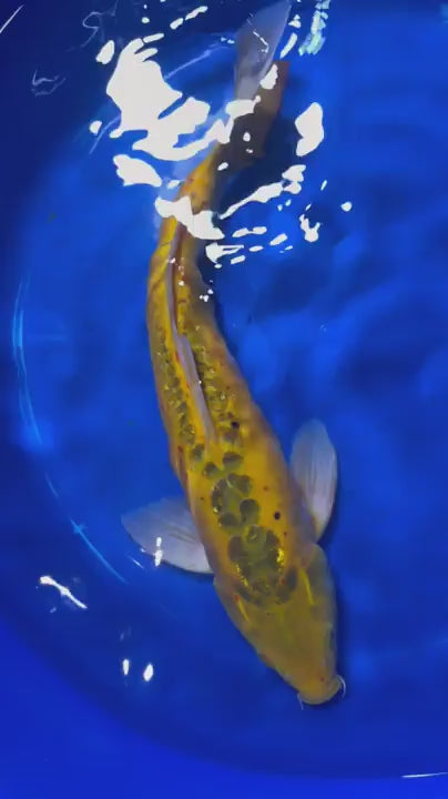 17"  Doitsu Midorigoi Japanese Import Koi