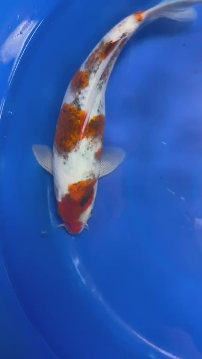 10" Goromo Japanese Import Koi