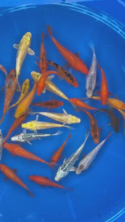 10 Pack of  Koi 3 to 5 inch