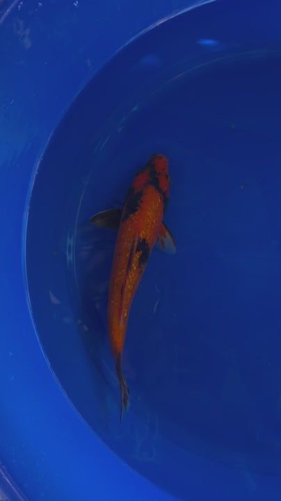 10" Ginrin Hi Utsuri Japanese Imported