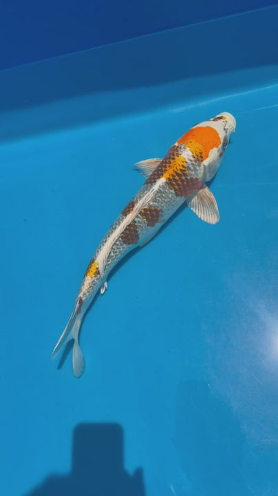 20" Kujaku-Japanese Imported-Female-Breeder Certifcate