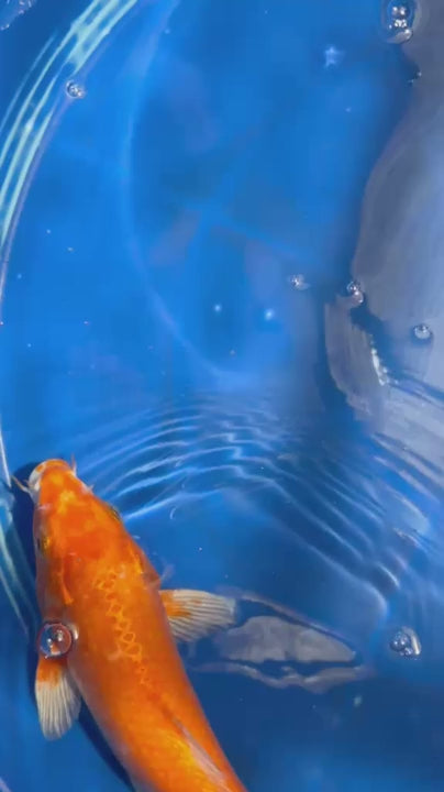 Benigoi 9.5 " Koi