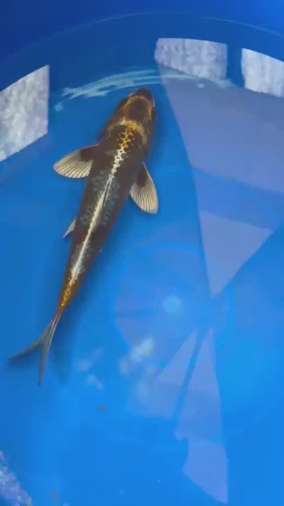 Matsuba Koi 9" GT