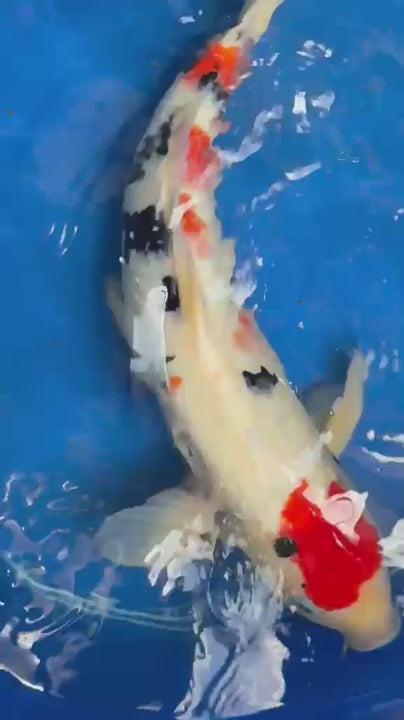 Japanese Koi Taisho Sanke 19 inch