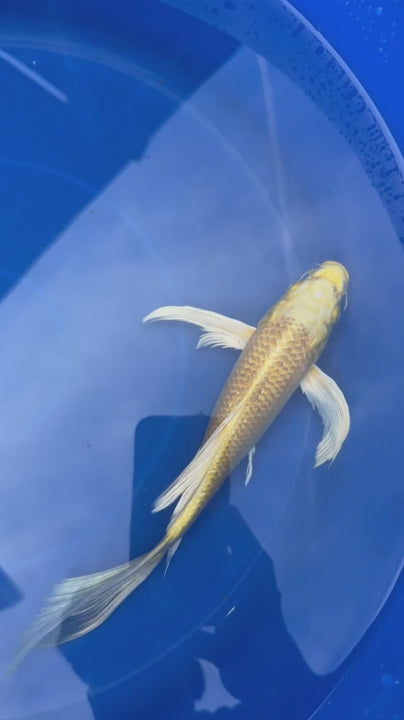 Yamabuki Butterfly Koi 9"