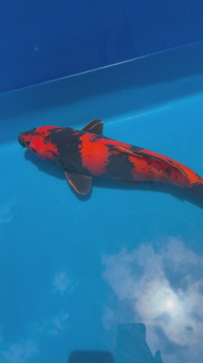 18" Hi Utsuri-Japanese Imported-Breeder Certifcate