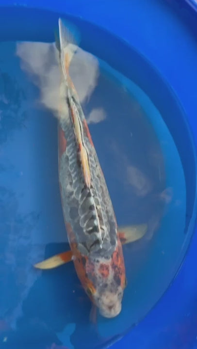 Japanese Imported Shusui 17" Koi