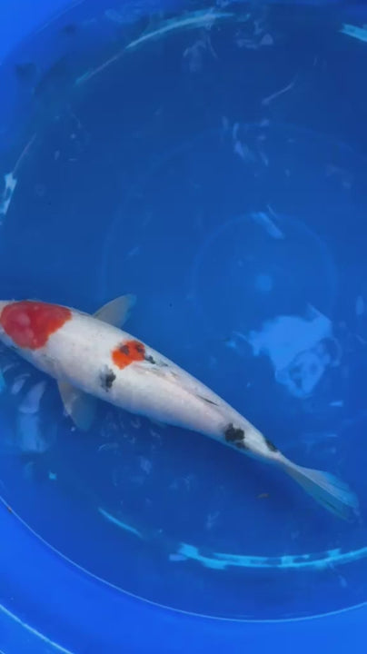 10" Sanke Japanese Import Koi T5