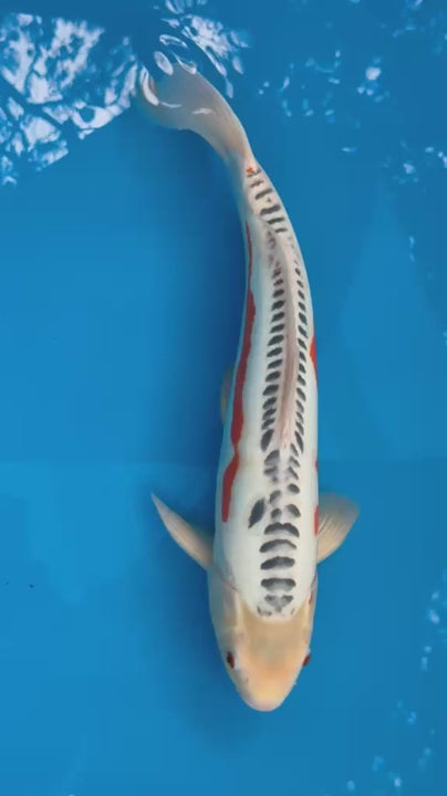 18" Shusui Japanese Imported
