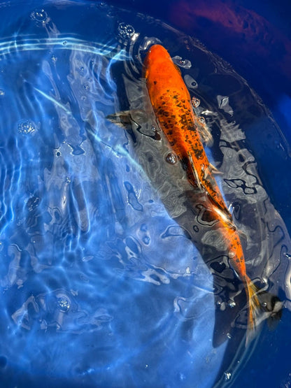 12"  Kin Hi Utsuri Koi