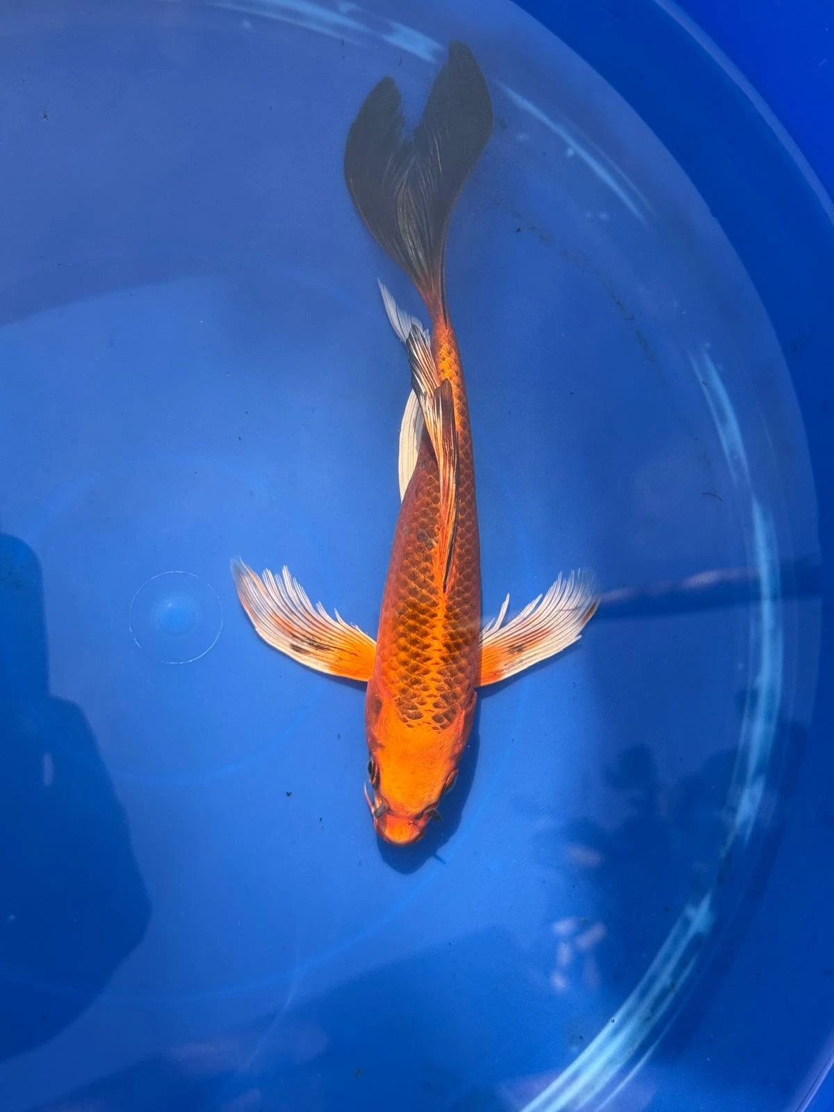 Kin Matsuba Butterfly Koi 9 Inch