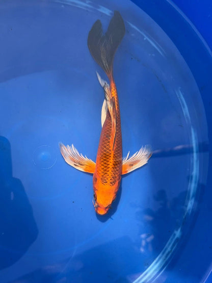 Kin Matsuba Butterfly Koi 9 Inch