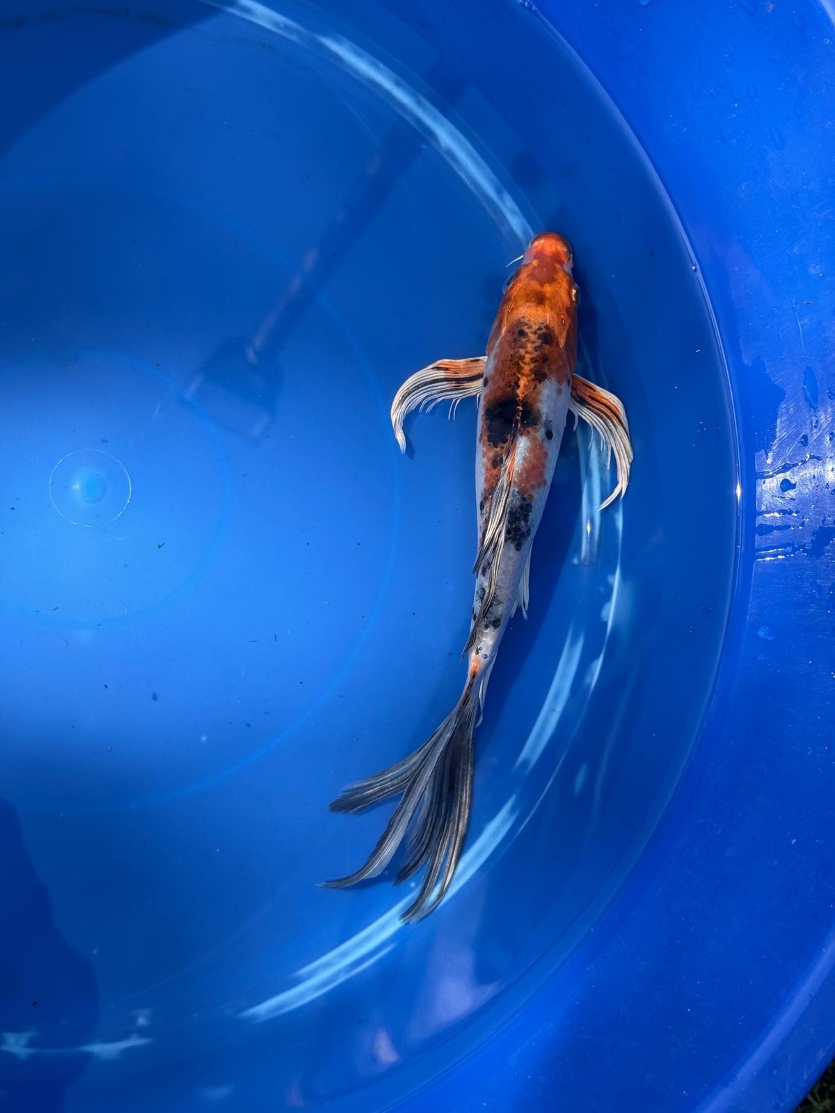 Metallic Showa Butterfly Koi 9.5 Inch