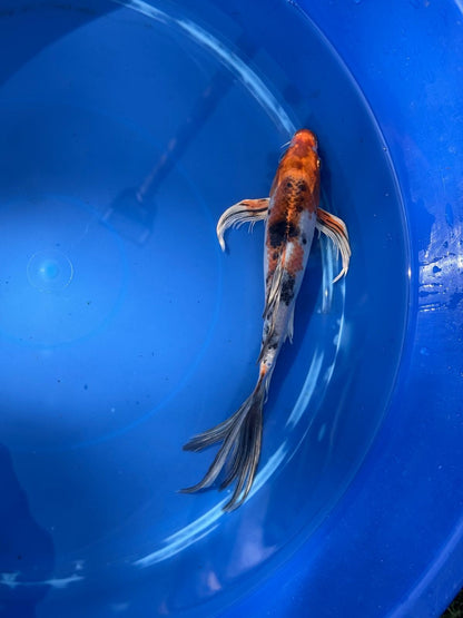 Metallic Showa Butterfly Koi 9.5 Inch