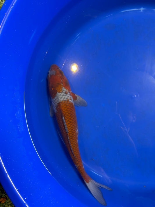 14 Inch Ochiba Japanese Import Koi