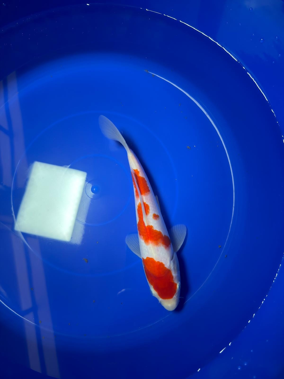 9" Kohaku Japanese Imported (Hand Picked)