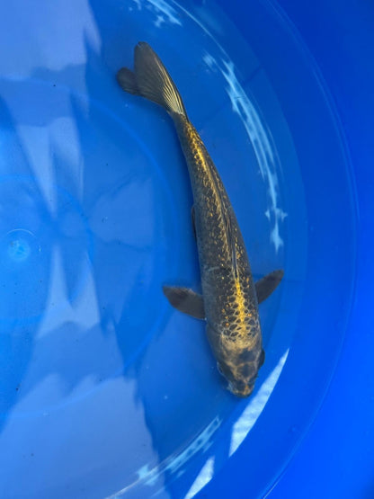 "Bronze" GinRin Matsuba 9"  Koi D