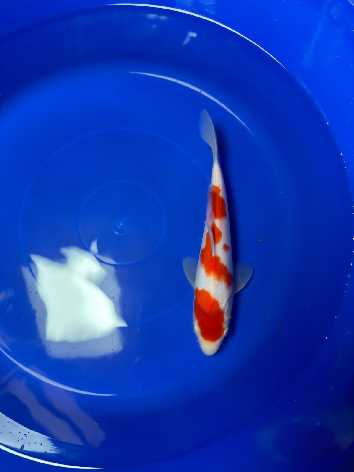 9" Kohaku Japanese Imported (Hand Picked)