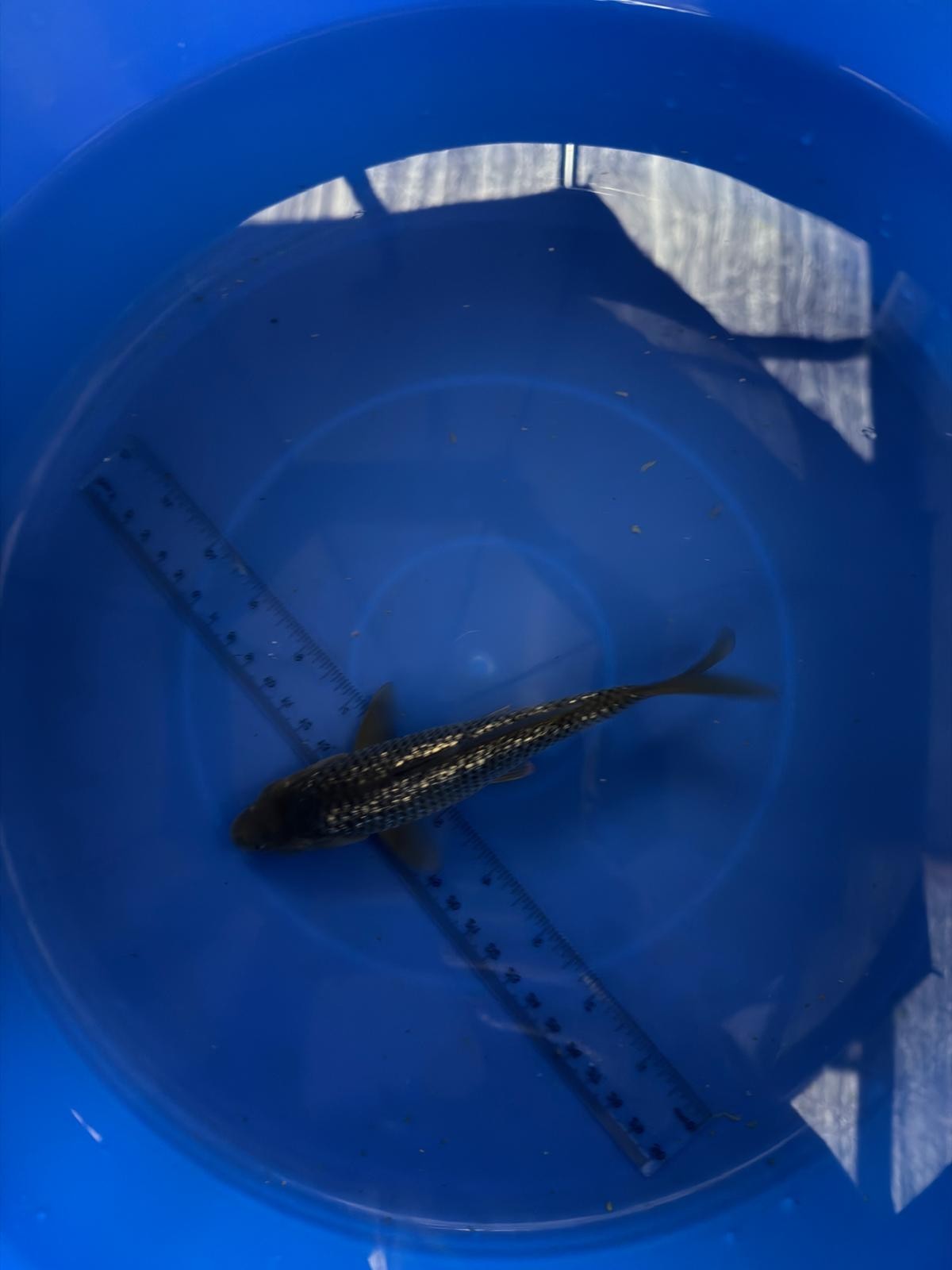 6"  Ginrin Soragoi Japanese Import Koi (Hand Picked) T3