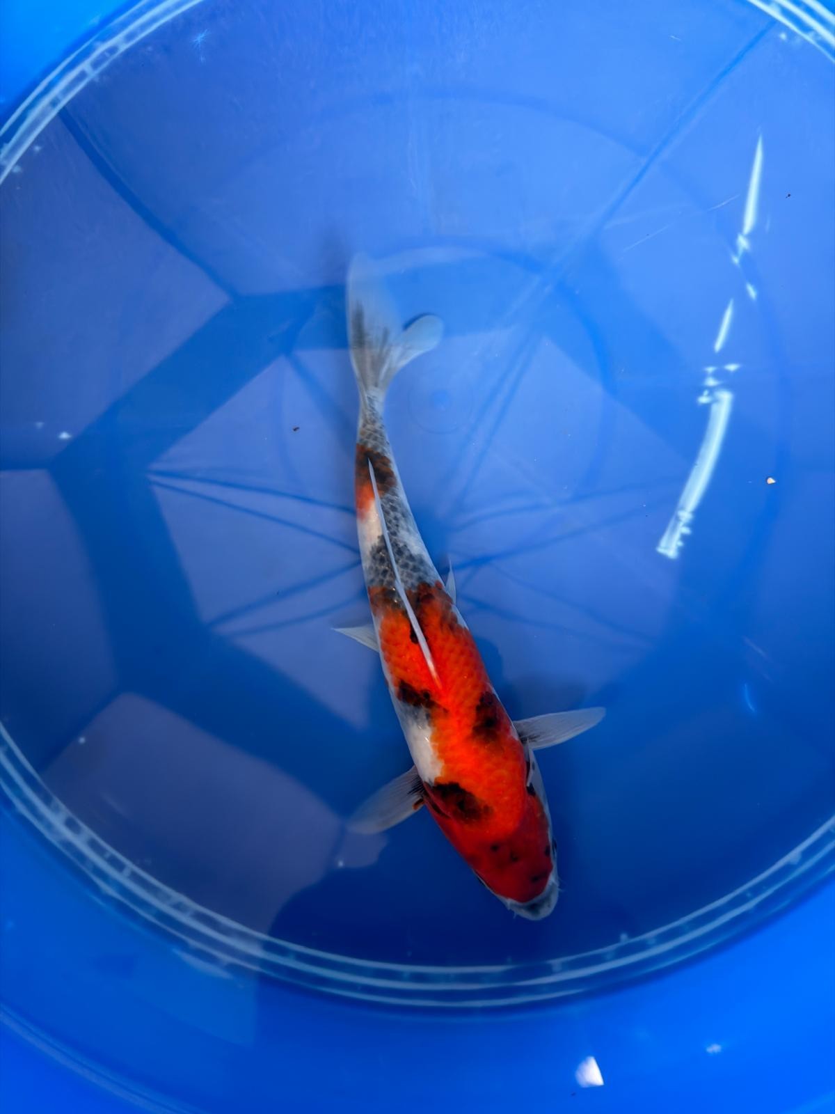 9" Showa Japanese Import Koi
