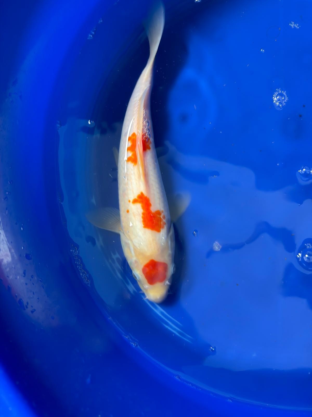 12 Inch Maruten Kohaku Japanese Import Koi GT