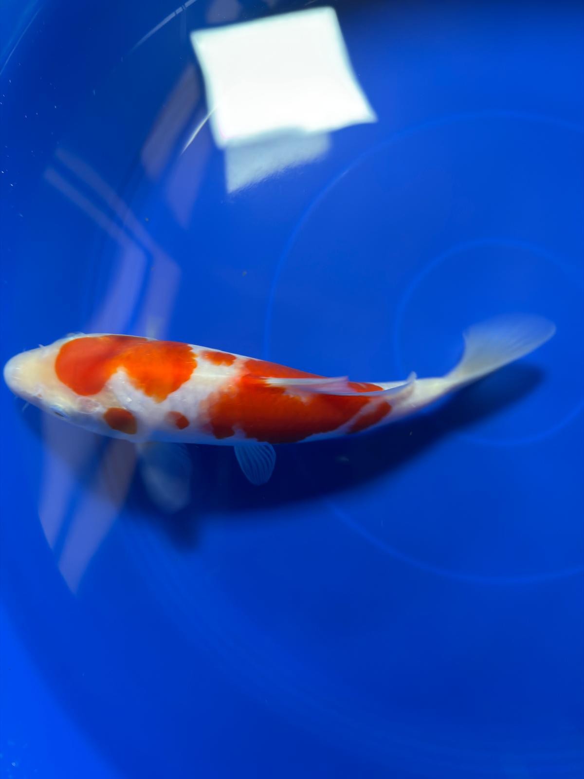 8" Kohaku Japanese Imported (Hand Picked)
