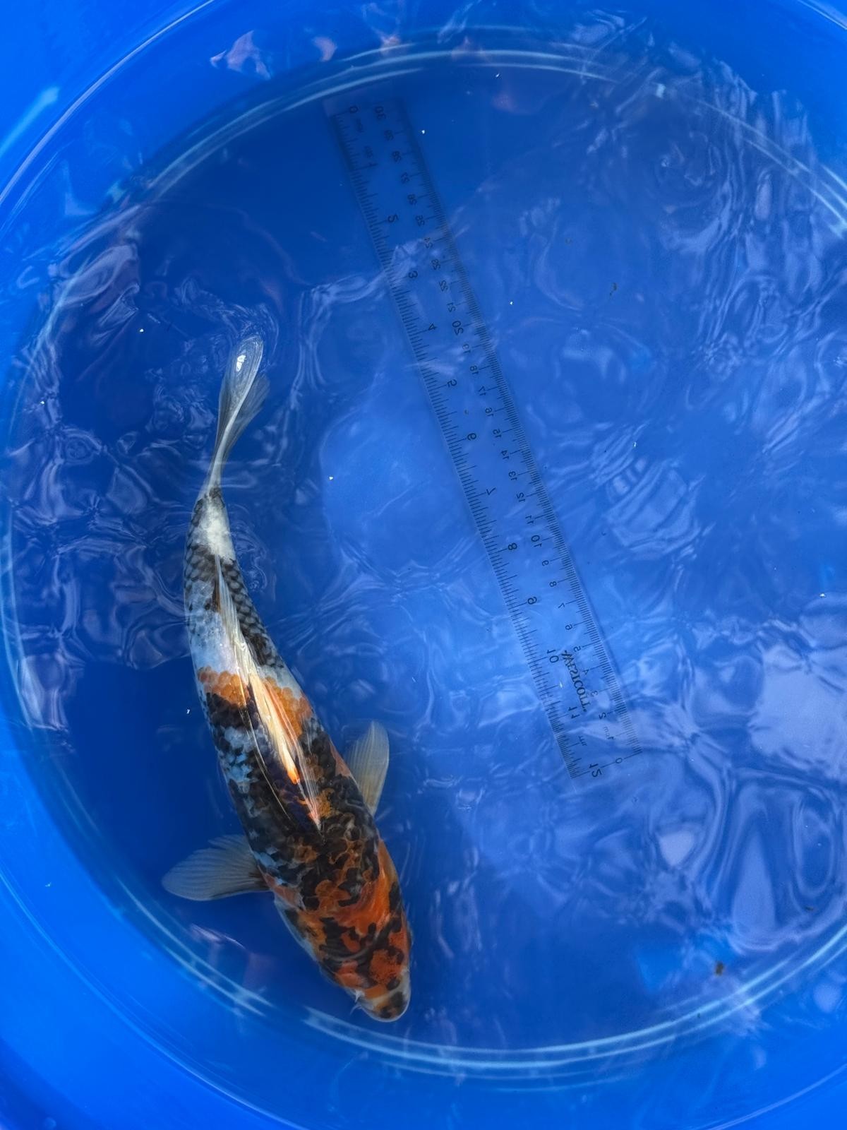 Japanese Dainichi Showa 11 inch