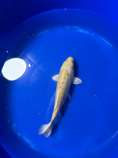 Yamabuki Hariwake Koi 10"