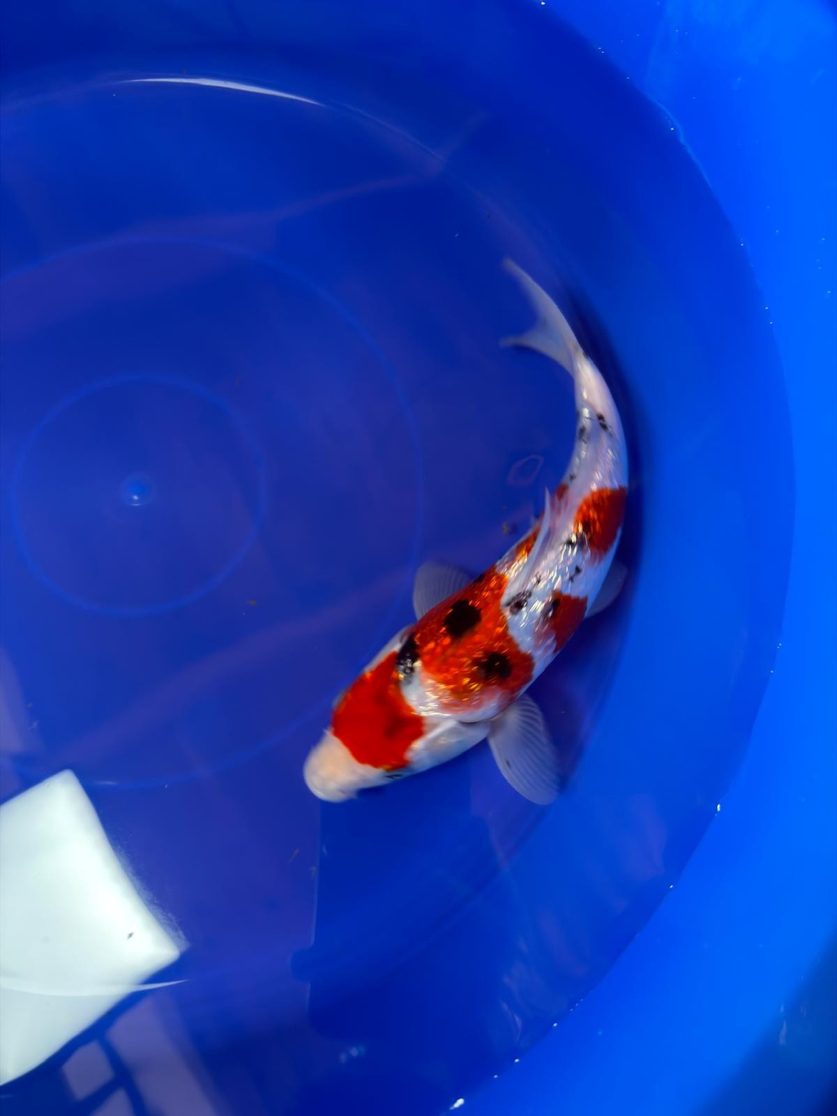 9" Ginrin Sanke Japanese Imported (Hand Picked)