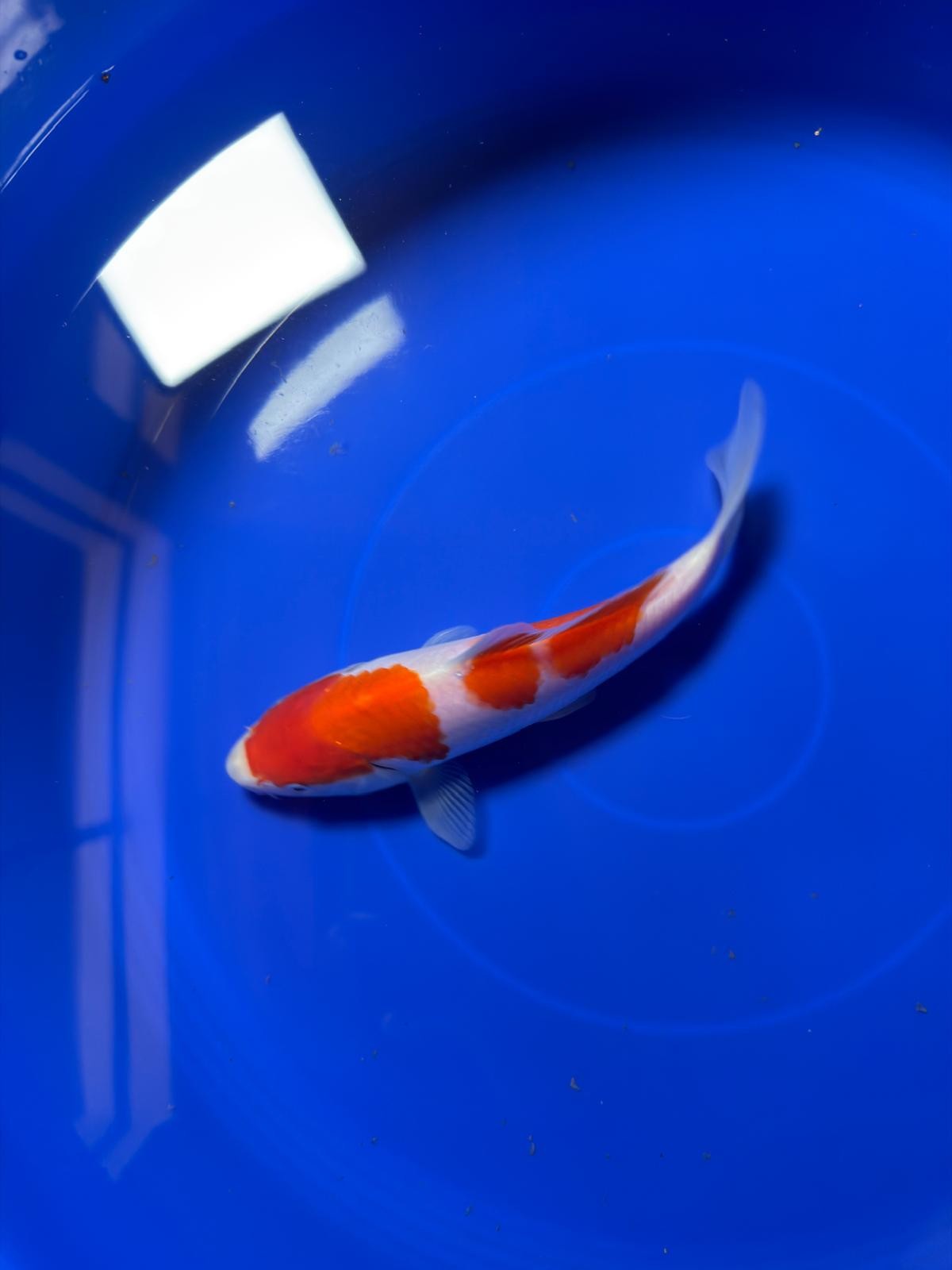 8"  Kohaku Japanese Import Koi (Hand Picked) T1