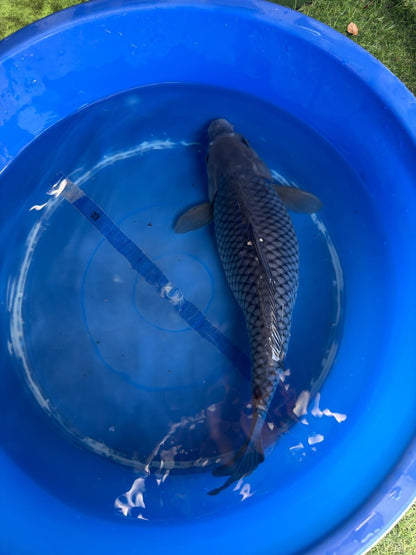 Ochiba Koi 13"