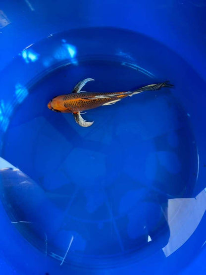 Kin Matsuba Butterfly Koi 10 Inch