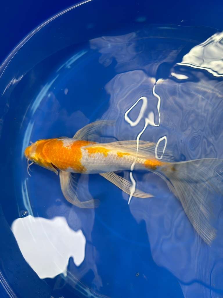 Hariwake Butterfly Koi 10"