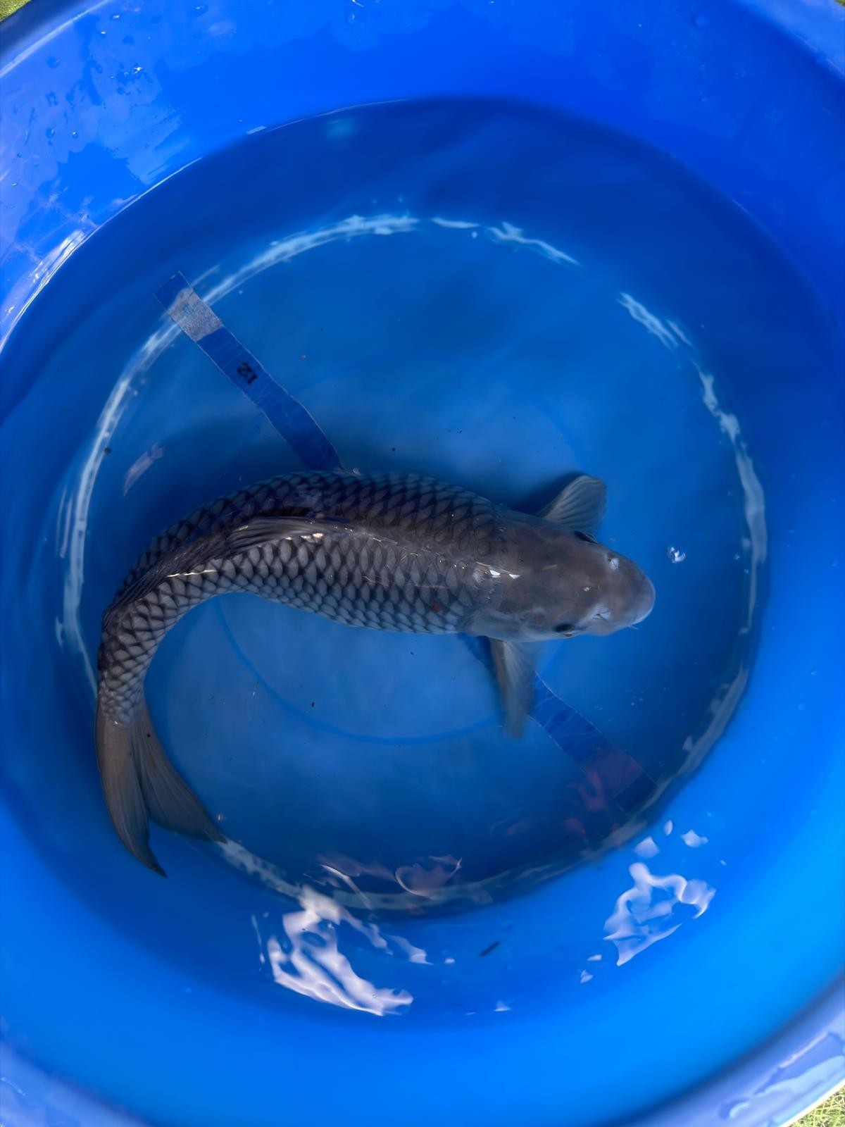 Ochiba Koi 13"