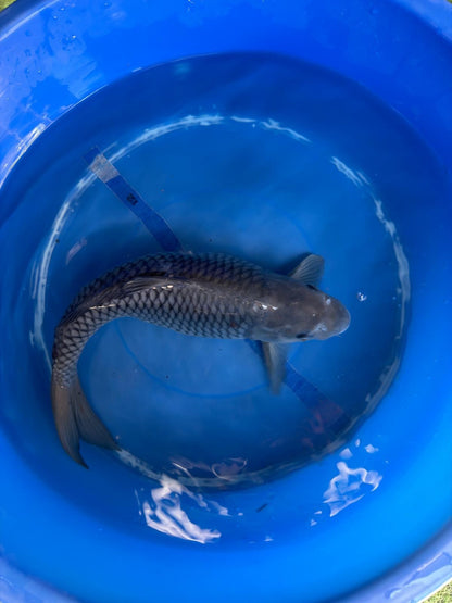 Ochiba Koi 13"