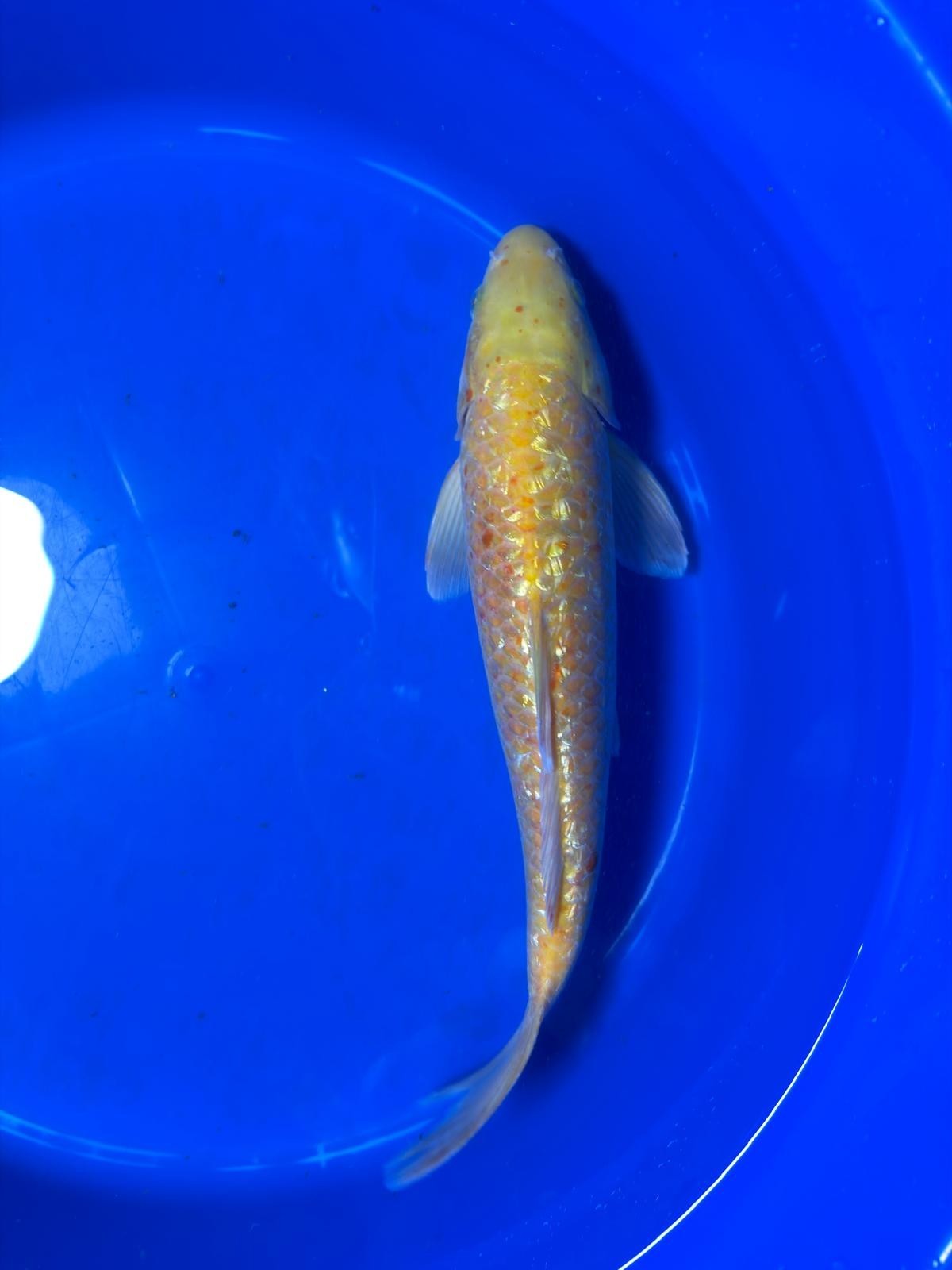 13 Inch "Gin-Rin" Yellow Monkey Karashigoi Import Koi