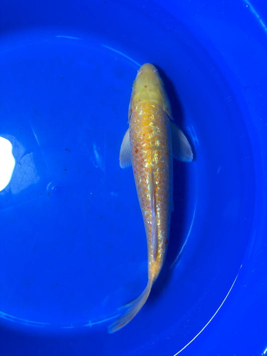 13 Inch "Gin-Rin" Yellow Monkey Karashigoi Import Koi